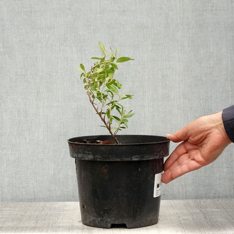 Spécimen de Shepherdia argentea - Shépherdie argentée Pot de 3L/4LHauteur livrée env. 25/30cm tel que livré au printemps