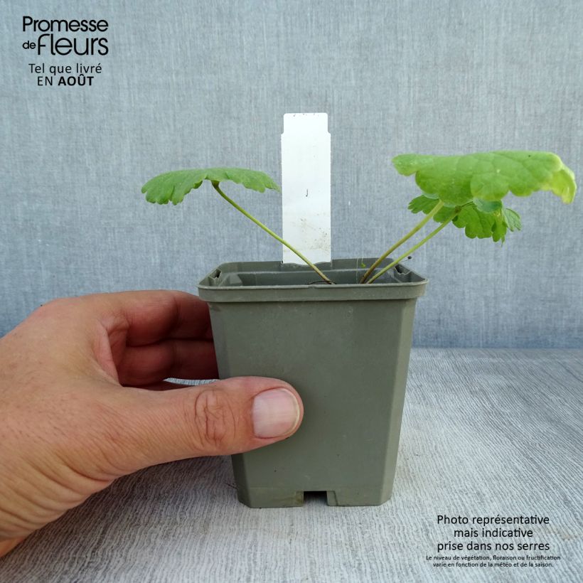 Spécimen de Sidalcea Little Princess - Sidalcée Godet de 8/9 cm tel que livré en été