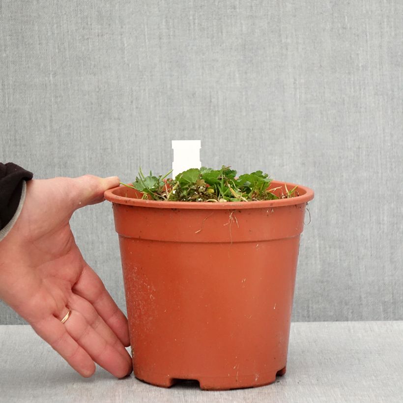 Spécimen de Sidalcea malviflora Elsie Heugh, Sidalcée - Pot de 2L/3L tel que livré au printemps