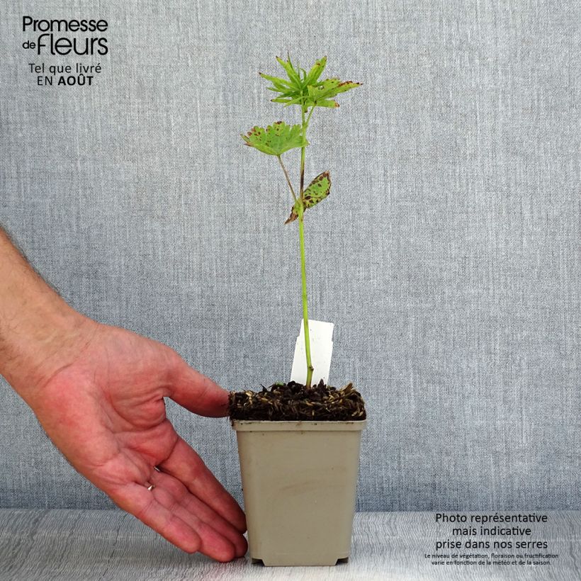 Spécimen de Sidalcea oregana Brilliant - Sidalcée Godet de 8/9 cm tel que livré en été