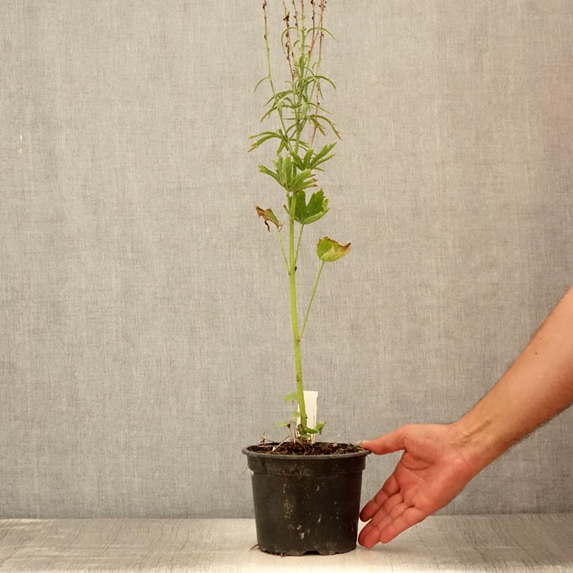Spécimen de Sidalcea oregana Brilliant - Sidalcée Pot de 2L/3L tel que livré en été
