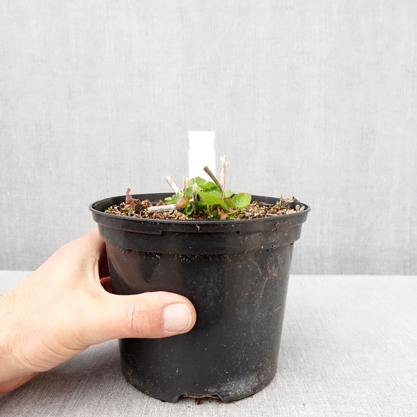 Spécimen de Sidalcea oregana Brilliant - Sidalcée - Pot de 2L/3L tel que livré au printemps