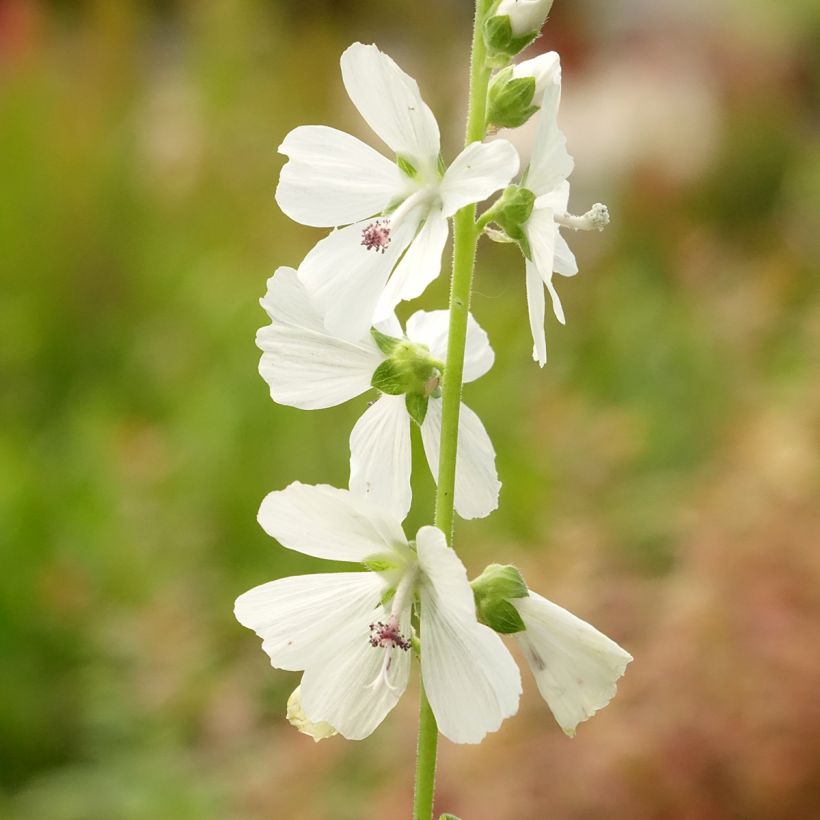 Sidalcea ou sidalcée candida (Floraison)