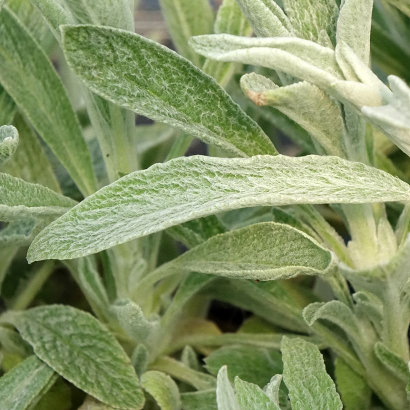 Sideritis scardica - Thé des bergers du Mont Olympe  (Feuillage)