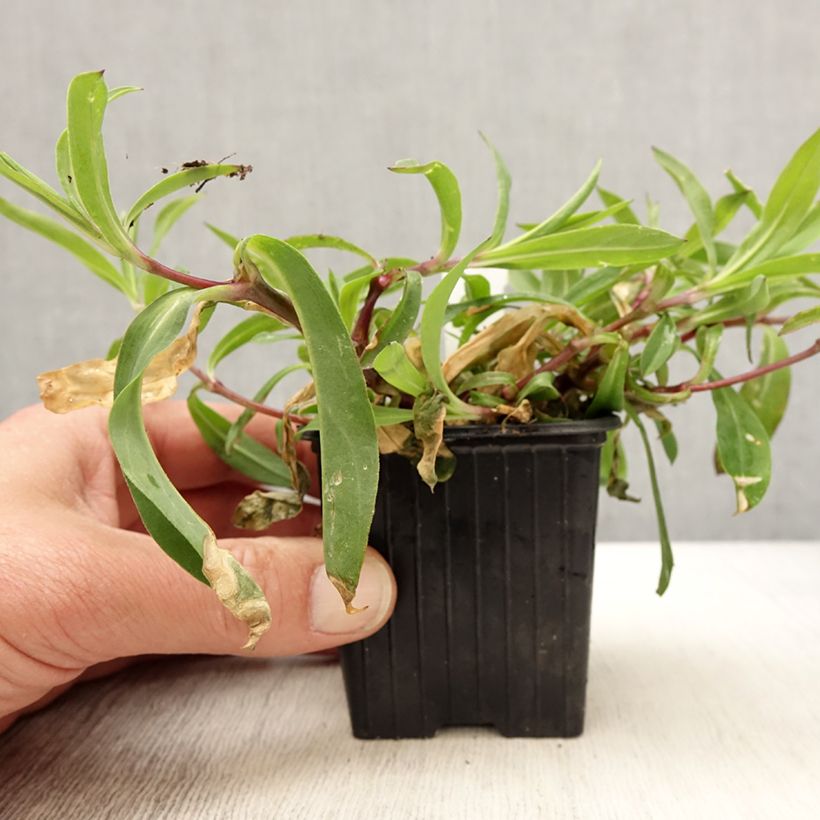 Spécimen de Silène enflé ou commun - Silene vulgaris - Godet de 8/9 cm tel que livré au printemps