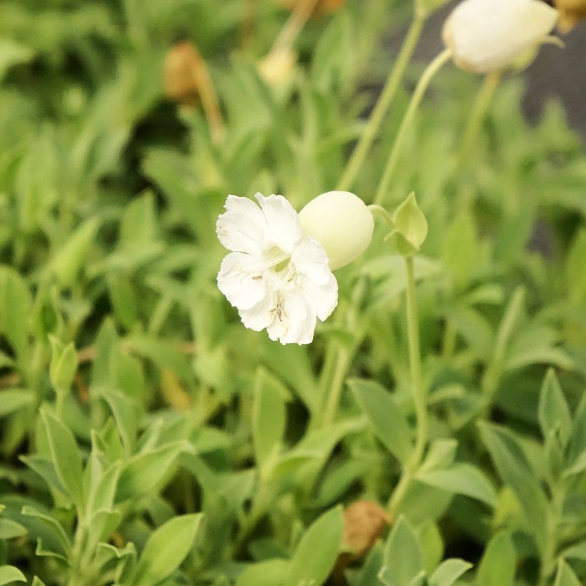 Silène maritime Weisskehlchen - Silène maritime (Floraison)