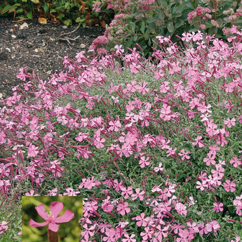 Silène schafta Splendens (Floraison)