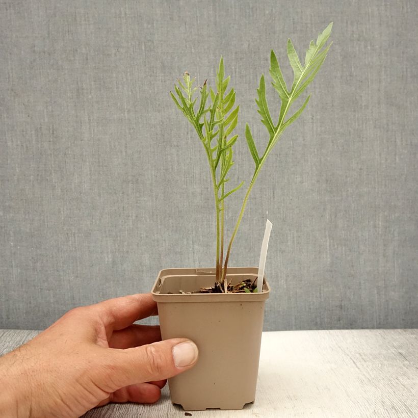 Spécimen de Silphium laciniatum - Plante boussole Godet de 9cm tel que livré au printemps