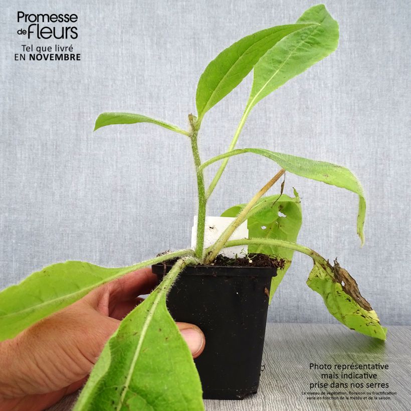 Spécimen de Silphium mohrii  tel que livré en automne