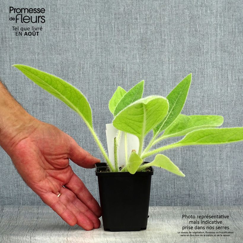 Spécimen de Silphium mohrii  Godet de 8/9 cm tel que livré en été