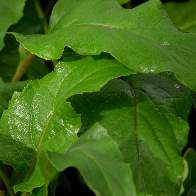 Silphium perfoliatum (Feuillage)