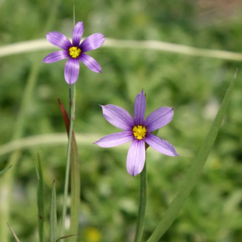Sisyrinchium bellum (Floraison)