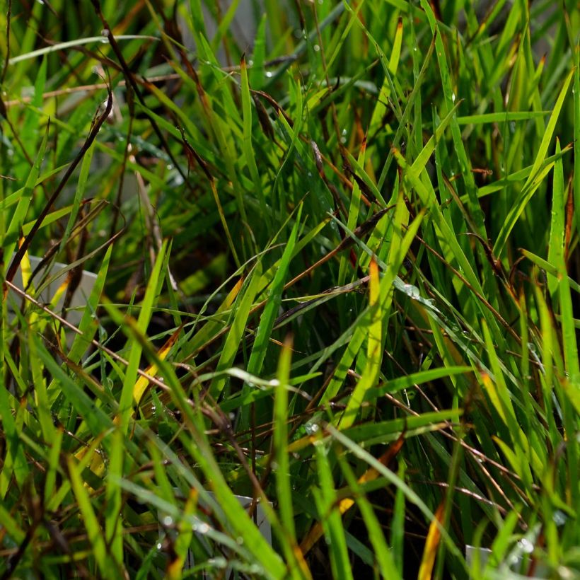 Sisyrinchium bellum  (Feuillage)