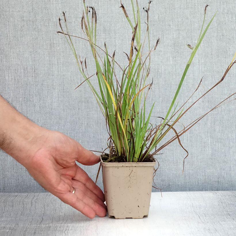 Spécimen de Sisyrinchium Lucerne - Bermudienne hybride Godet de 8/9 cm tel que livré en été