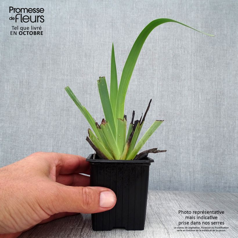 Spécimen de Sisyrinchium striatum Godet de 8/9 cm tel que livré en automne
