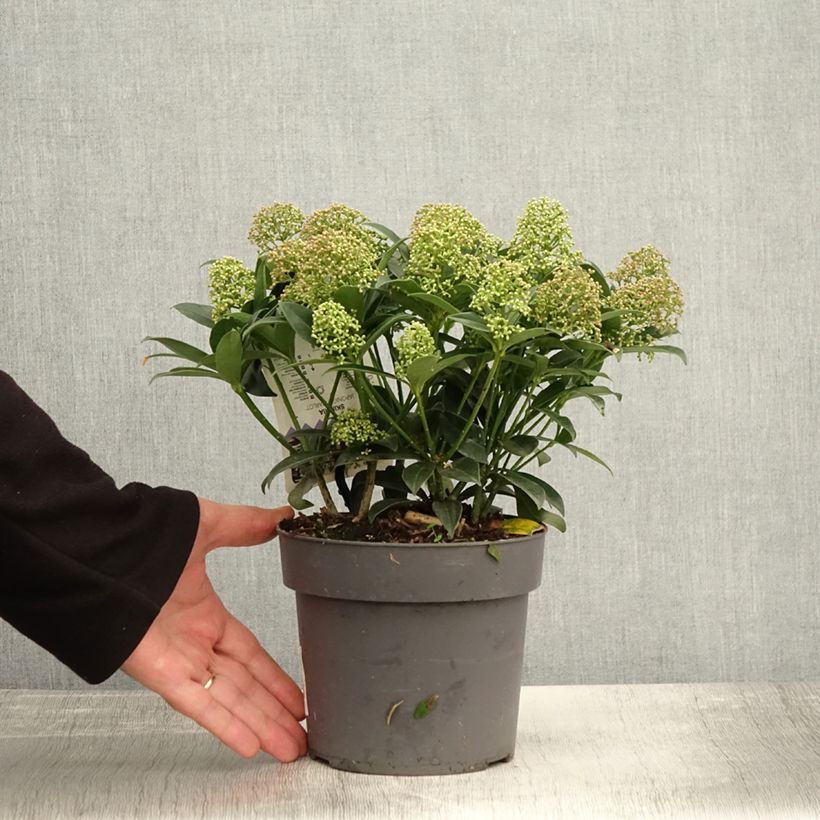 Spécimen de Skimmia du Japon Marlot - Skimmia japonica  Pot de 2L/3LHauteur livrée env. 20/25cm tel que livré en automne