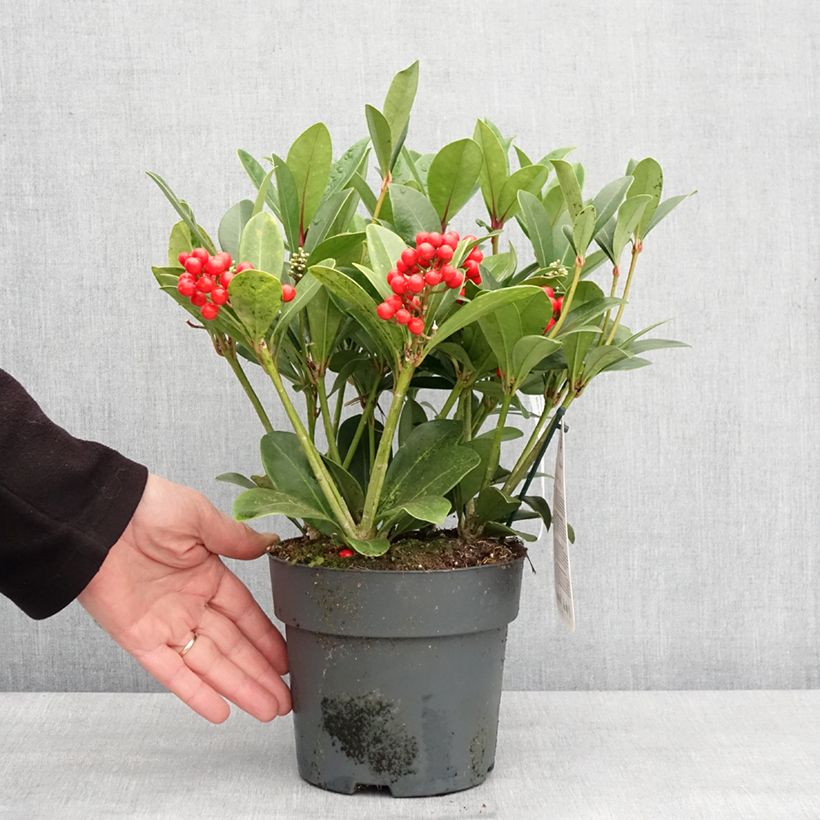 Spécimen de Skimmia japonica Temptation - Skimmia du Japon  Pot de 2L/3LHauteur livrée env. 25/30cm tel que livré en hiver