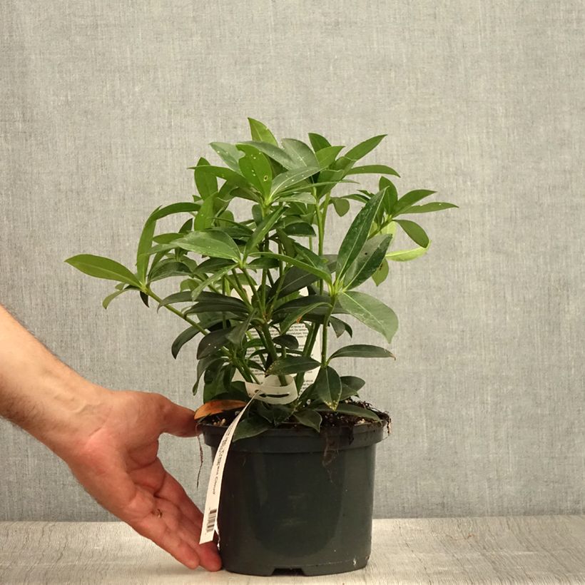 Spécimen de Skimmia japonica Fragrant Cloud Pot de 2L/3L tel que livré en été