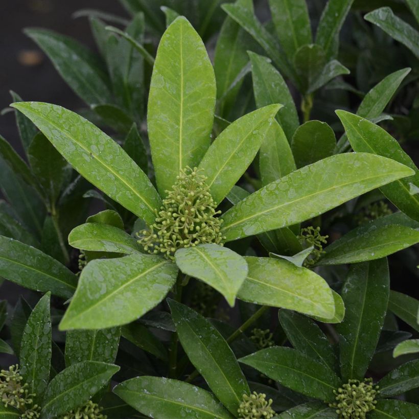 Skimmia japonica Kew Green (Feuillage)