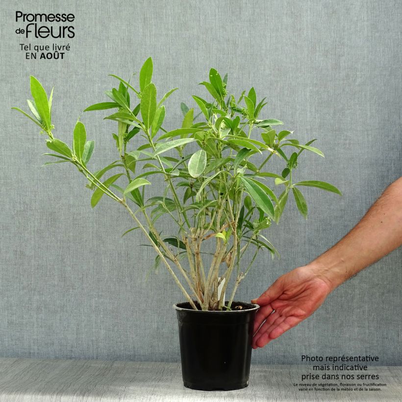 Spécimen de Skimmia japonica Kew Green Pot de 2L/3L tel que livré en été