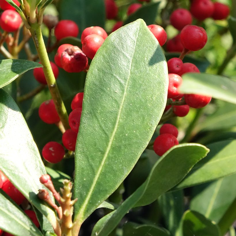Skimmia japonica Pabella - Skimmia du Japon (Feuillage)