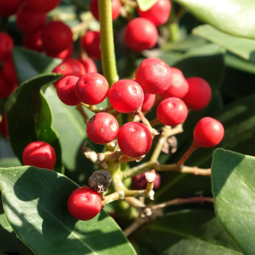 Skimmia japonica Pabella - Skimmia du Japon (Récolte)