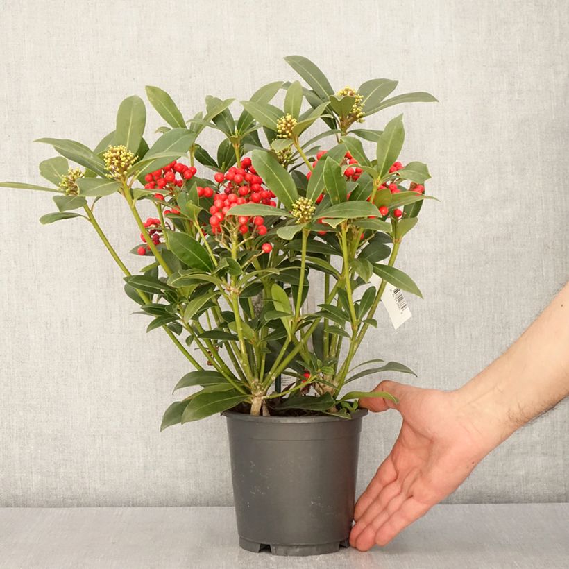 Spécimen de Skimmia japonica Pabella - Skimmia du Japon  Pot de 2L/3LHauteur livrée env. 30/35cm tel que livré au printemps