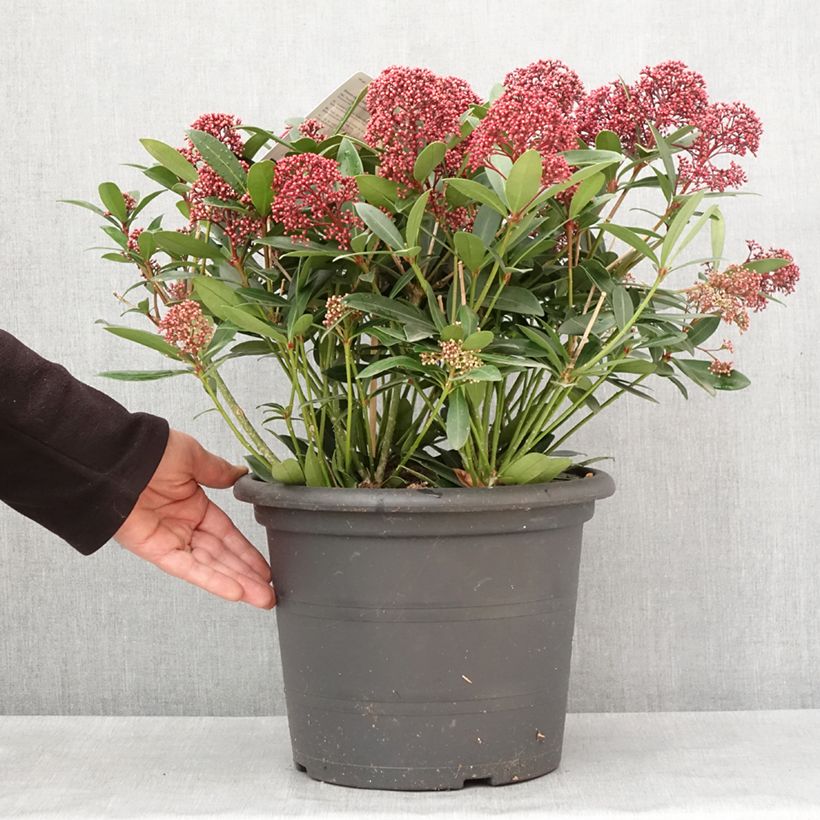 Spécimen de Skimmia japonica Rubella Pot de 7,5L/10L tel que livré en hiver