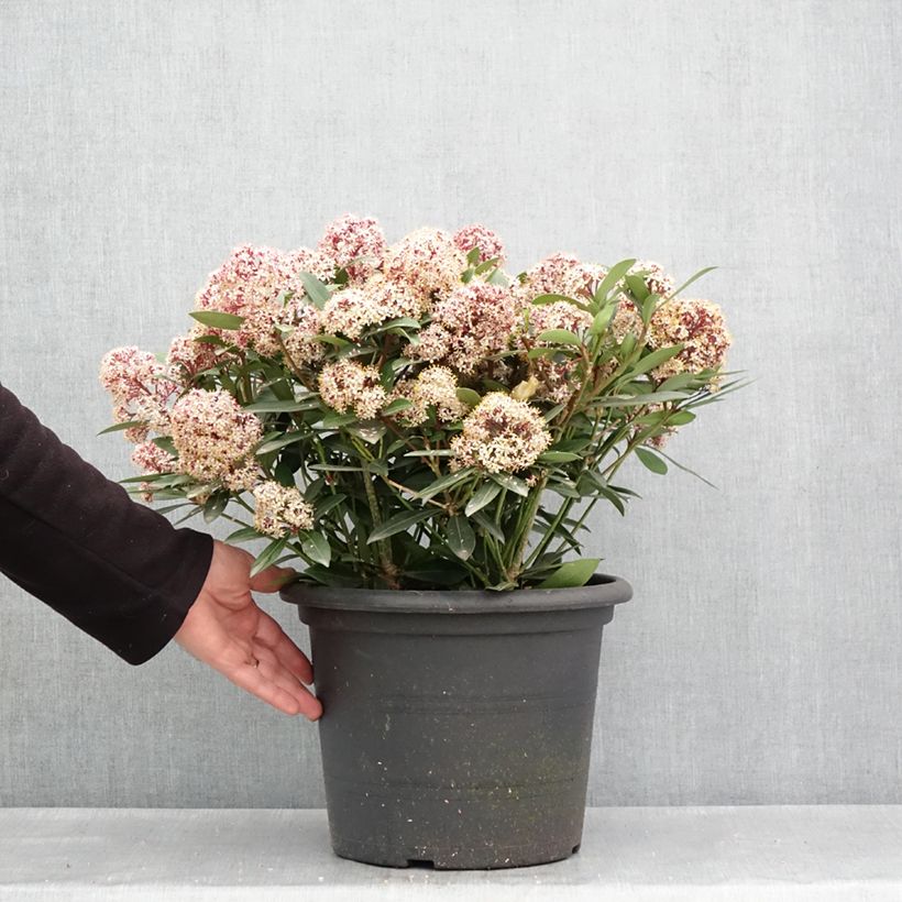 Spécimen de Skimmia japonica Rubella en pot de 7,5L/10L tel que livré au printemps