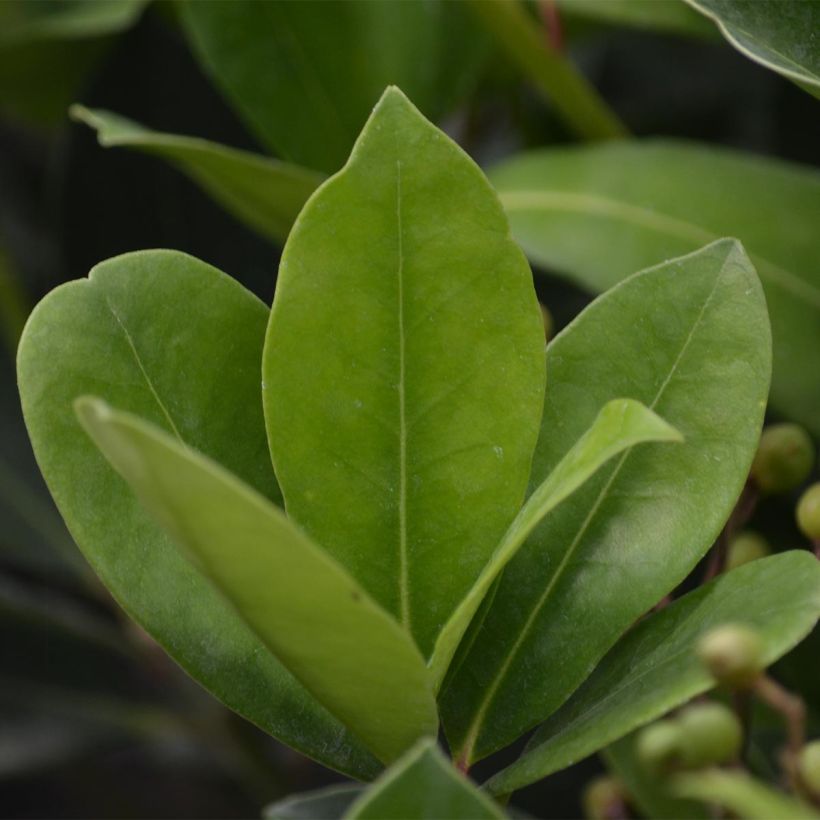 Skimmia japonica Veitchii (Feuillage)