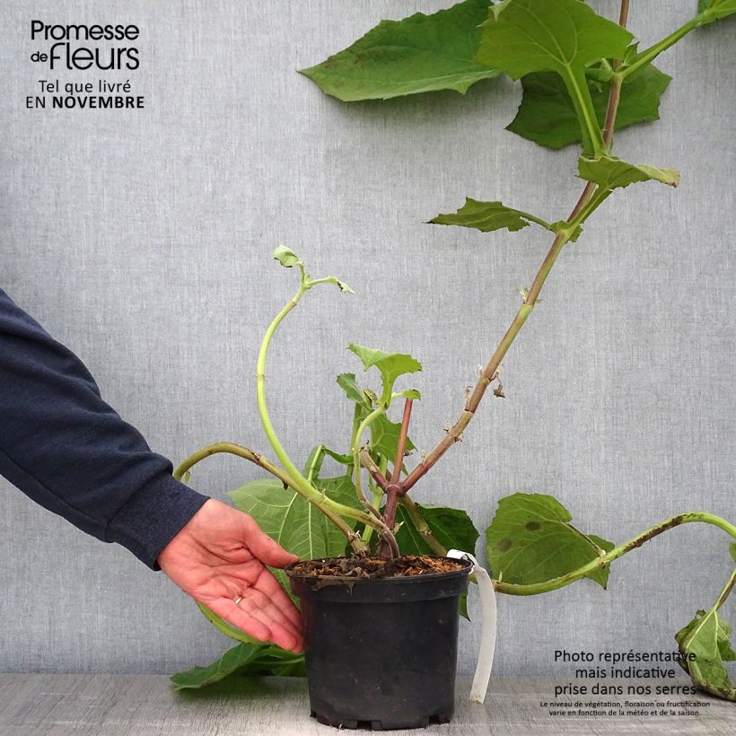 Spécimen de Smallanthus sonchifolius Red Yacon - Poire de terre Pot de 3L/4L tel que livré en automne