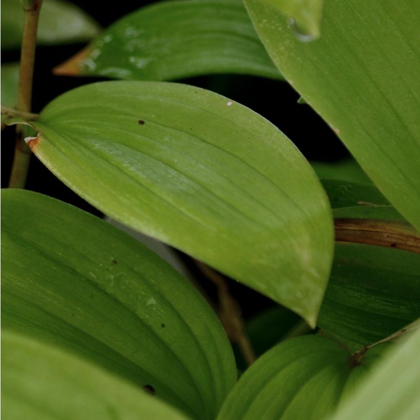 Smilacina racemosa (Feuillage)