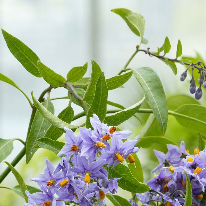 Solanum crispum Glasnevin (Feuillage)