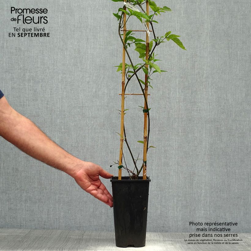 Spécimen de Solanum jasminoides Bleu - Morelle faux-jasmin Pot de 2L/3L tel que livré en automne