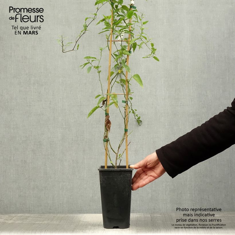 Spécimen de Solanum jasminoides - Morelle faux jasmin  tel que livré au printemps