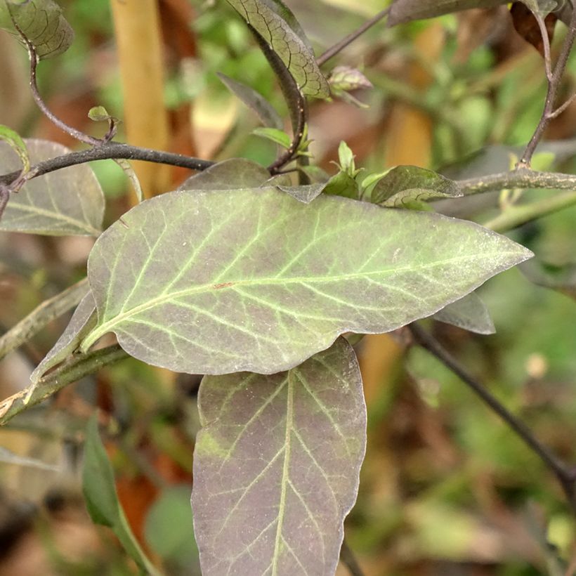 Solanum jasminoides - Morelle faux jasmin (Feuillage)