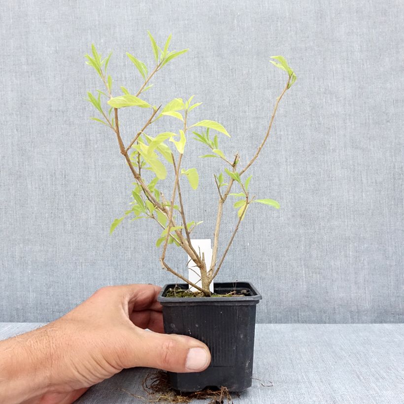 Spécimen de Solanum rantonnetii - Gentiane en Arbre Godet de 8/9 cm tel que livré en été