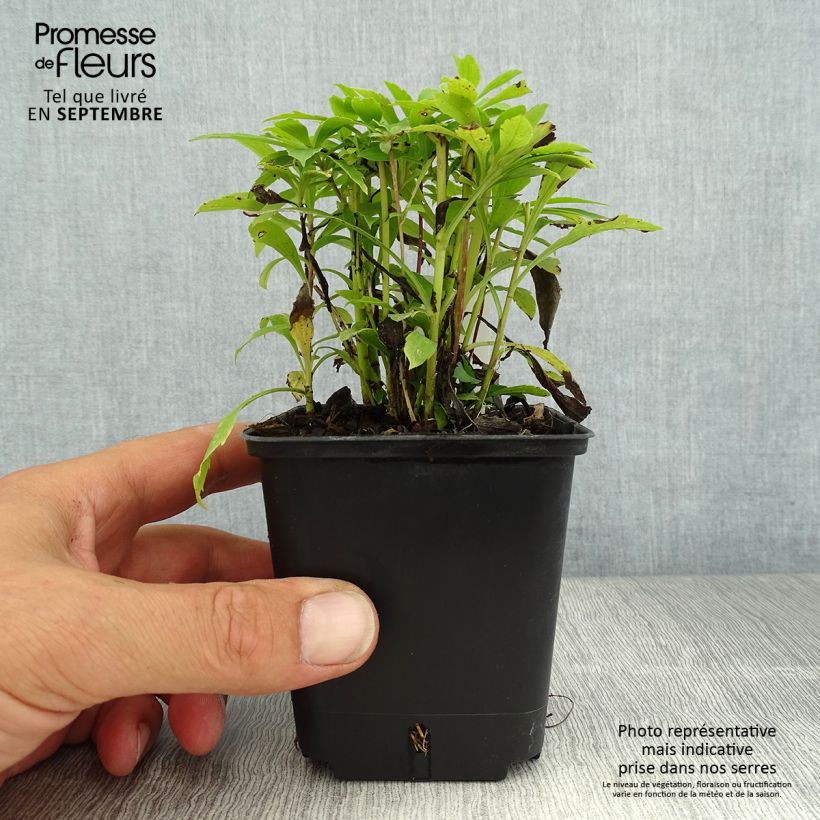 Spécimen de Solidago canadensis Golden Baby - Verge d'or du Canada Godet de 8/9 cm tel que livré en été