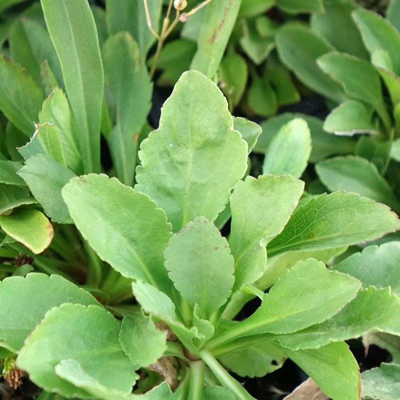Solidago cutleri - Verge d'or (Feuillage)