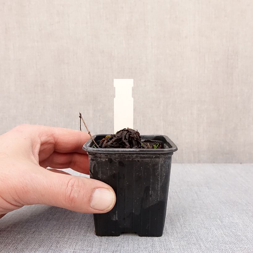 Spécimen de Solidago cutleri - Verge d'or Godet de 8/9 cm tel que livré en hiver