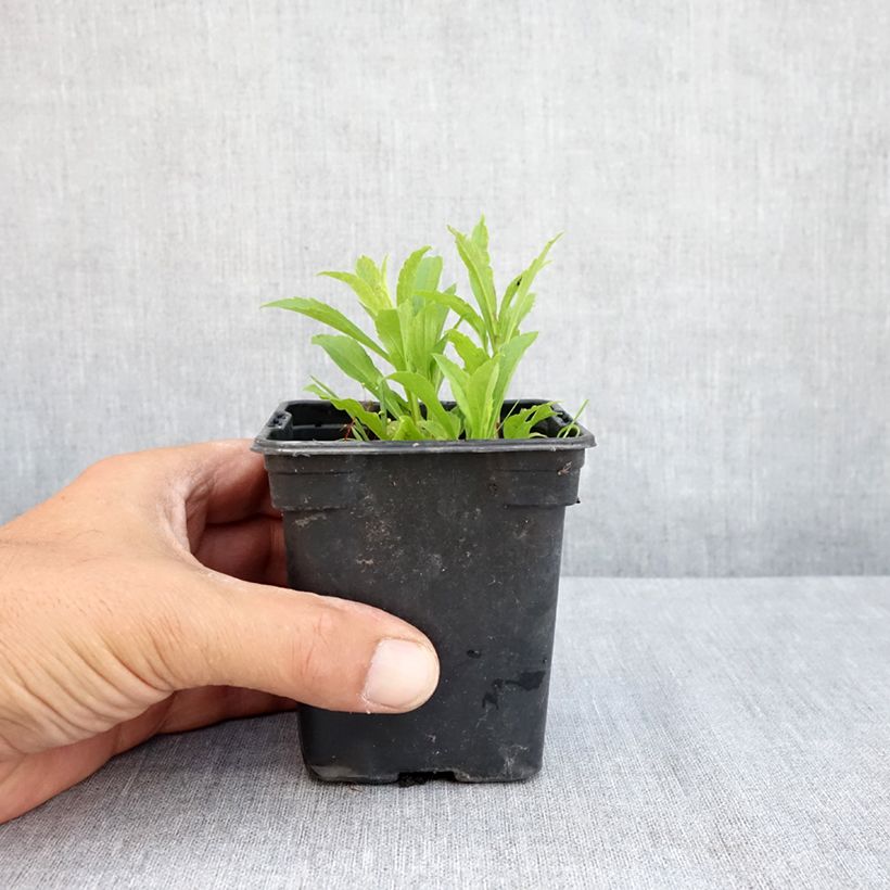 Spécimen de Solidago Gold King - Verge d'or Godet de 7/8 cm tel que livré en été