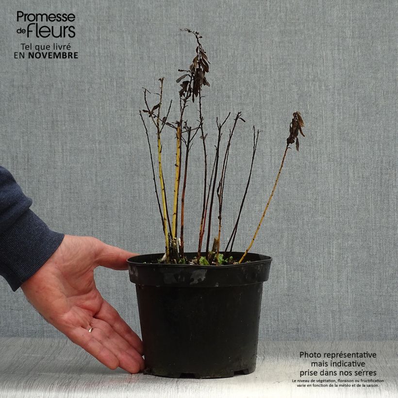 Spécimen de Solidago Gold King - Verge d'or Pot de 2L/3L tel que livré en automne