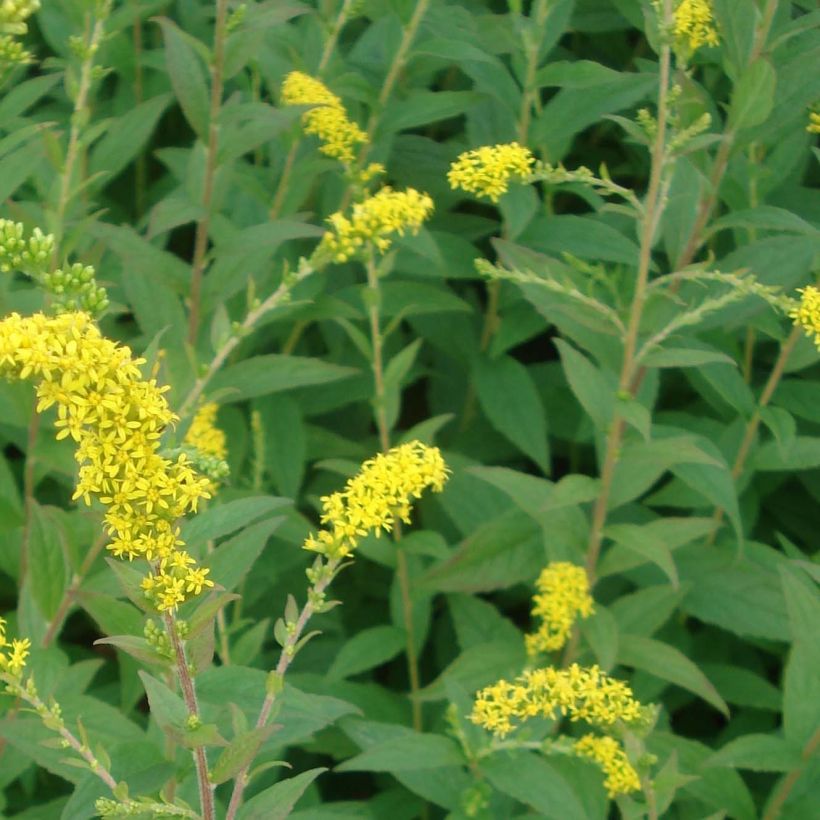 Solidago rugosa Fireworks - Verge d'or (Feuillage)