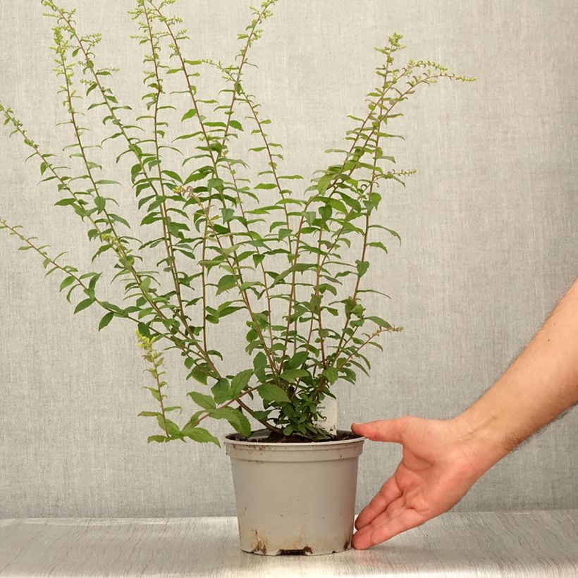 Spécimen de Solidago rugosa Fireworks - Verge d'or Pot de 2L/3L tel que livré en été