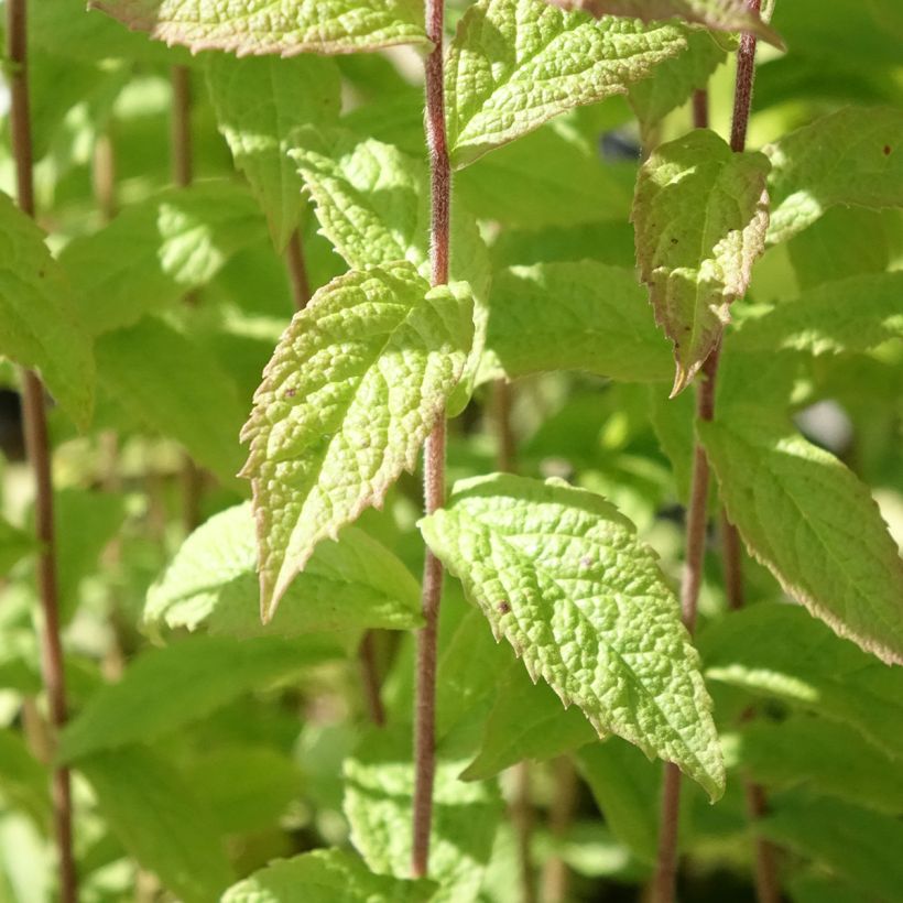 Solidago rugosa - Verge d'or rugueuse (Feuillage)