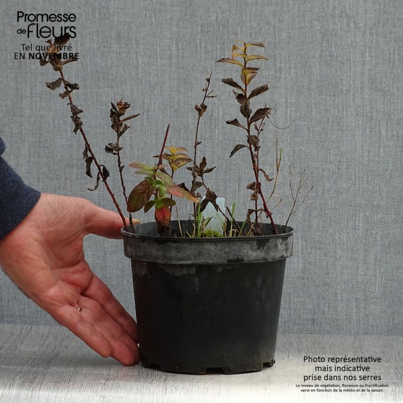 Spécimen de Solidago rugosa - Verge d'or rugueuse Pot de 2L/3L tel que livré en automne