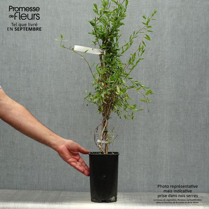 Spécimen de Sollya heterophylla blanc Alba Pot de 3L/4L tel que livré en automne