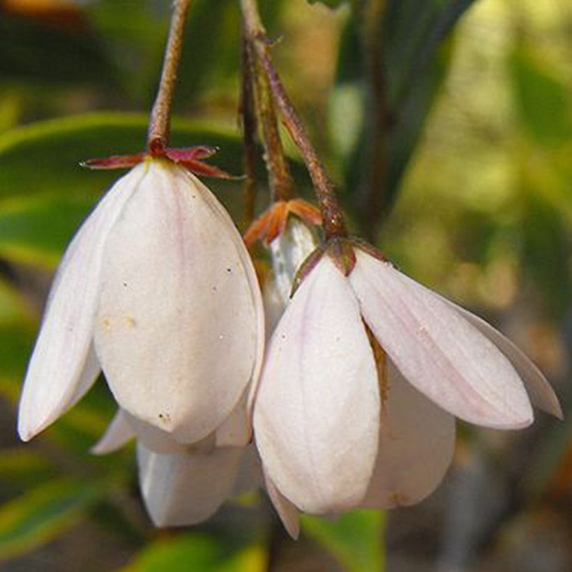 Sollya heterophylla blanc Alba (Floraison)