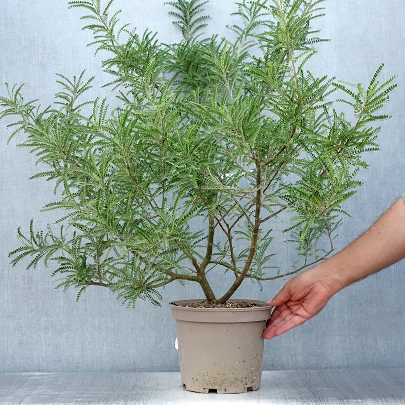Spécimen de Sophora microphylla Dragon's Gold - Sophora nain Pot de 4L/5L tel que livré en été