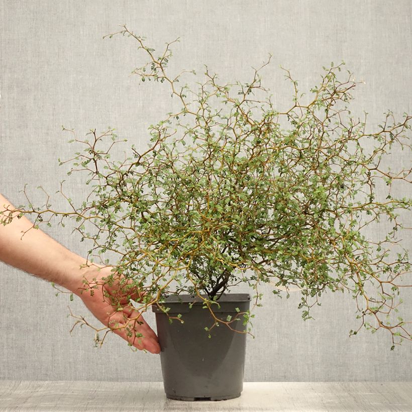 Spécimen de Sophora nain Little Baby Pot de 3L/4L tel que livré en été